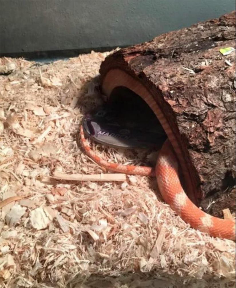 20 fotos demostrando que los gatos no están diseñados para el invierno 20 fotos demostrando que los gatos no están diseñados para el invierno