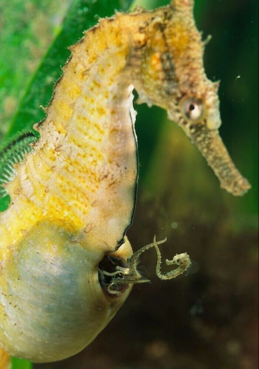 20+ hechos sorprendentes acerca de todo lo que amplían los horizontes