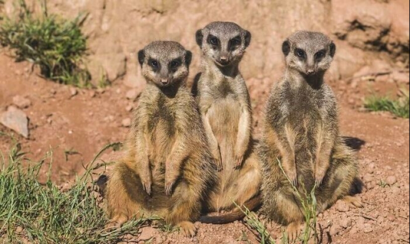 20+ hechos sorprendentes acerca de todo lo que amplían los horizontes