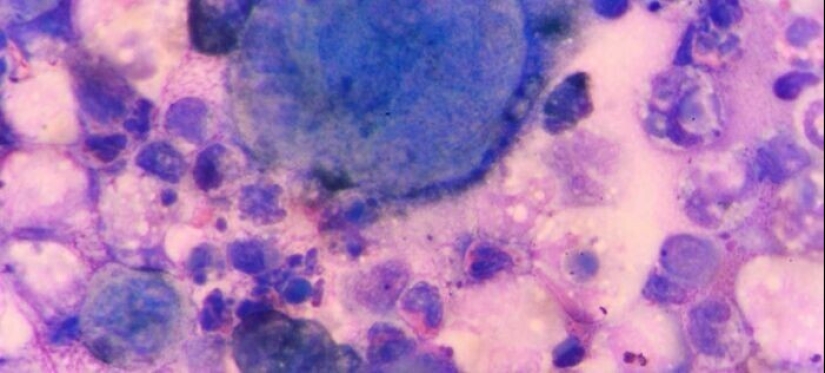 20+ hechos sorprendentes acerca de todo lo que amplían los horizontes