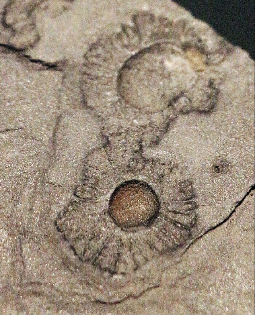 20+ hechos sorprendentes acerca de todo lo que amplían los horizontes