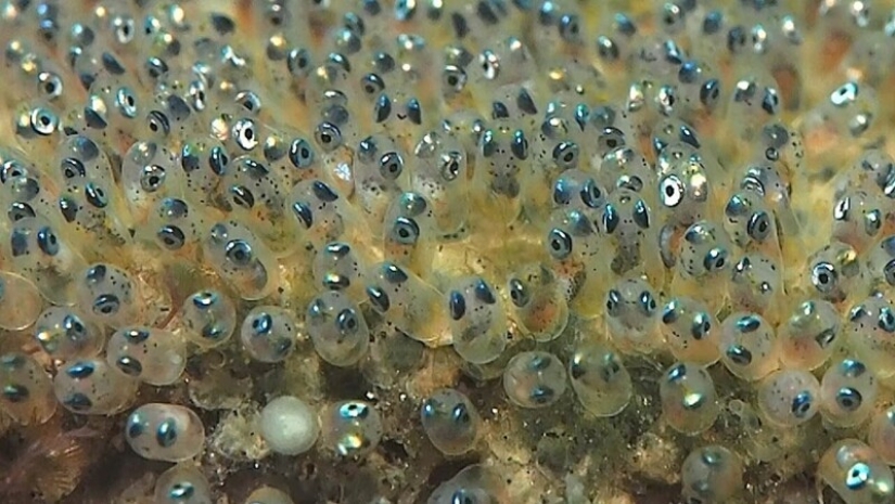 20+ hechos sorprendentes acerca de todo lo que amplían los horizontes