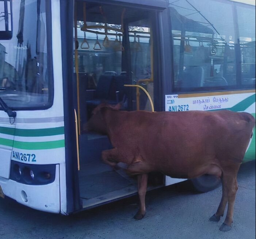 20 imágenes aleatorias, divertidas y desquiciadas que muestran el lado extraño de la India