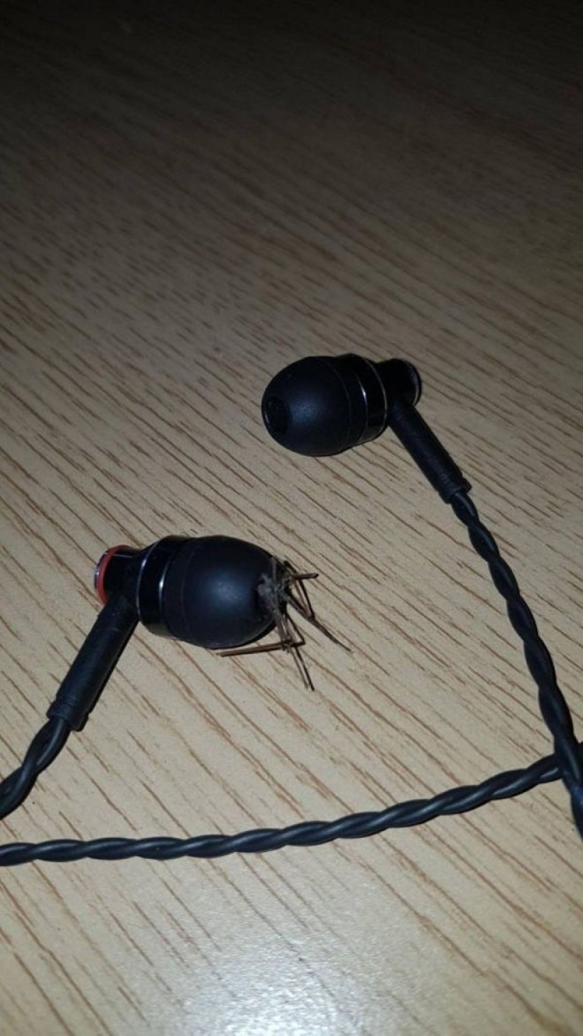 20 photo with a huge spider, from which arachnophobe be horrified 20 photo with a huge spider, from which arachnophobe be horrified