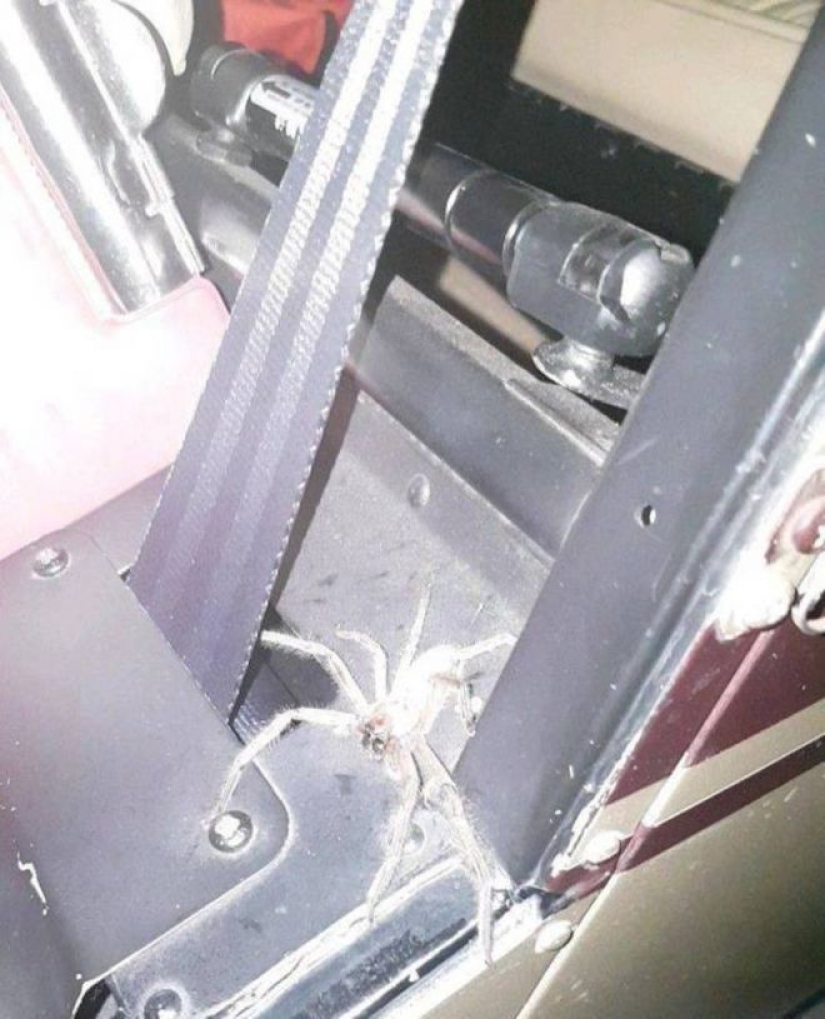 20 photo with a huge spider, from which arachnophobe be horrified 20 photo with a huge spider, from which arachnophobe be horrified