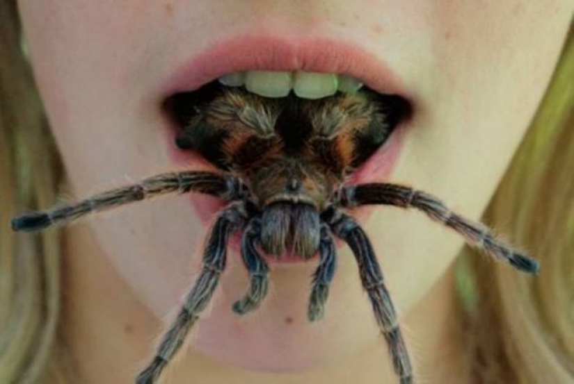 20 photo with a huge spider, from which arachnophobe be horrified 20 photo with a huge spider, from which arachnophobe be horrified