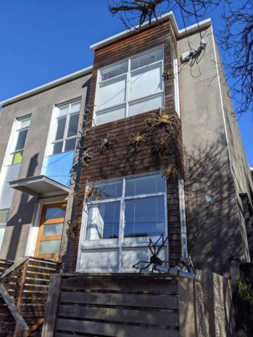 20 photo with a huge spider, from which arachnophobe be horrified 20 photo with a huge spider, from which arachnophobe be horrified