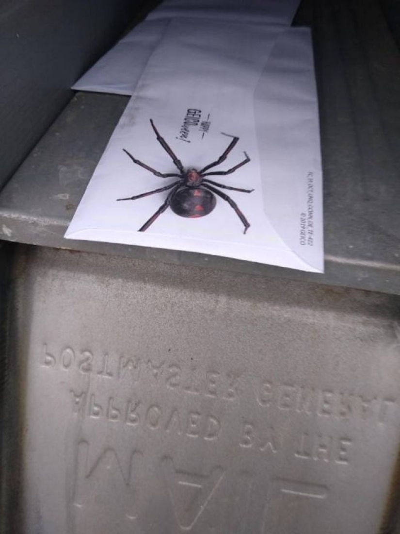 20 photo with a huge spider, from which arachnophobe be horrified 20 photo with a huge spider, from which arachnophobe be horrified