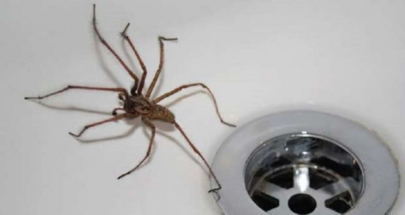 20 photo with a huge spider, from which arachnophobe be horrified 20 photo with a huge spider, from which arachnophobe be horrified