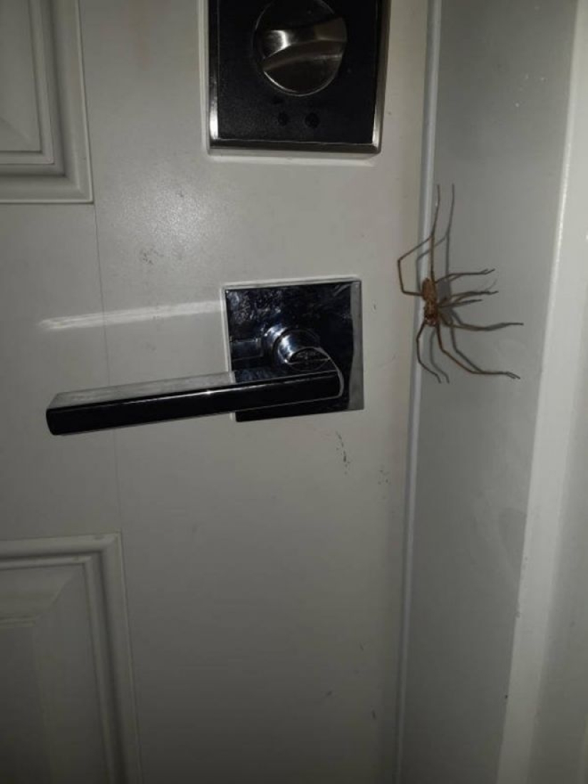 20 photo with a huge spider, from which arachnophobe be horrified 20 photo with a huge spider, from which arachnophobe be horrified
