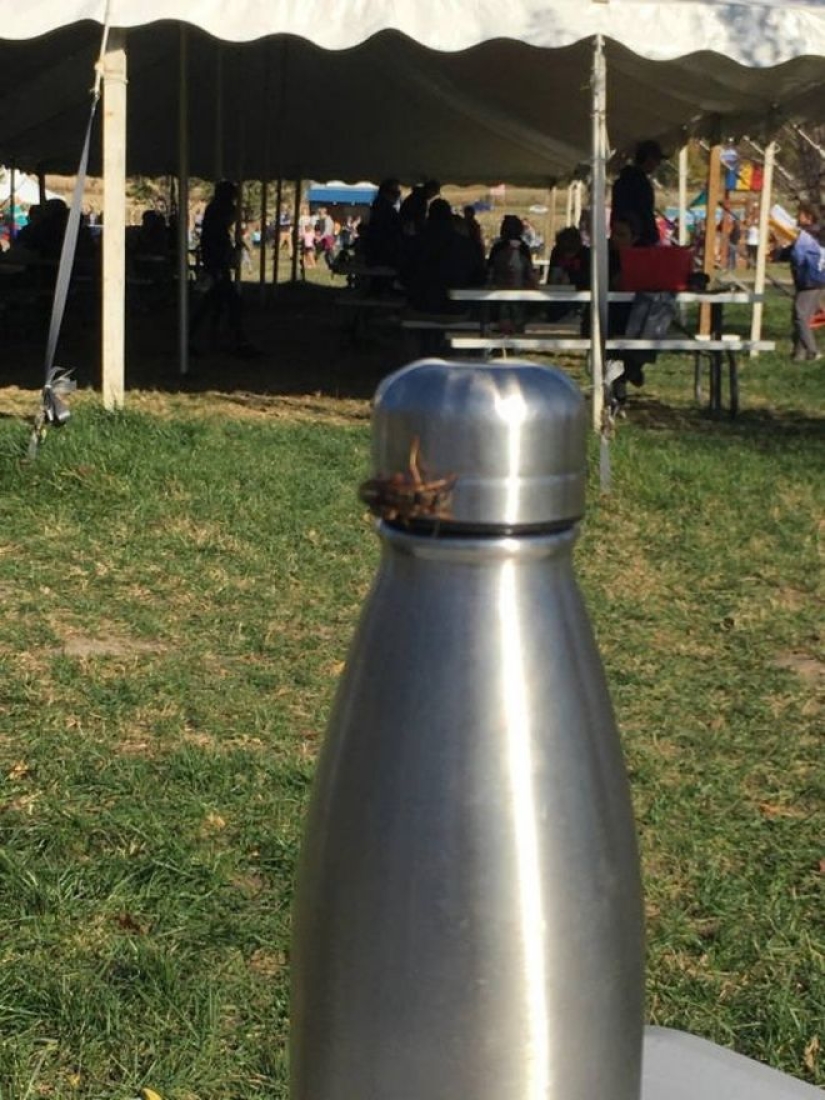 20 photo with a huge spider, from which arachnophobe be horrified 20 photo with a huge spider, from which arachnophobe be horrified