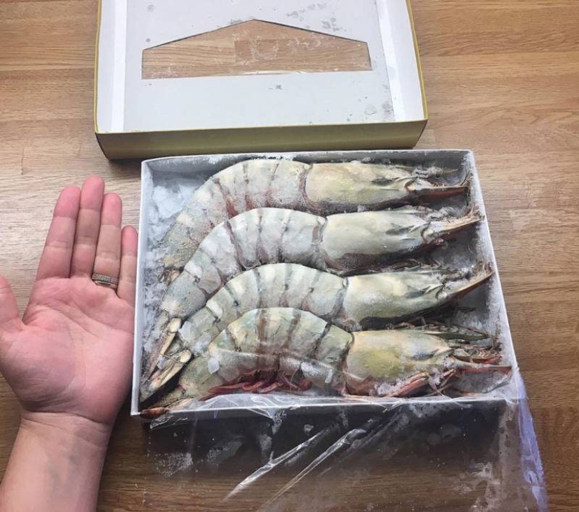 20 pictures that give an idea about the real sizes of some things 20 pictures that give an idea about the real sizes of some things