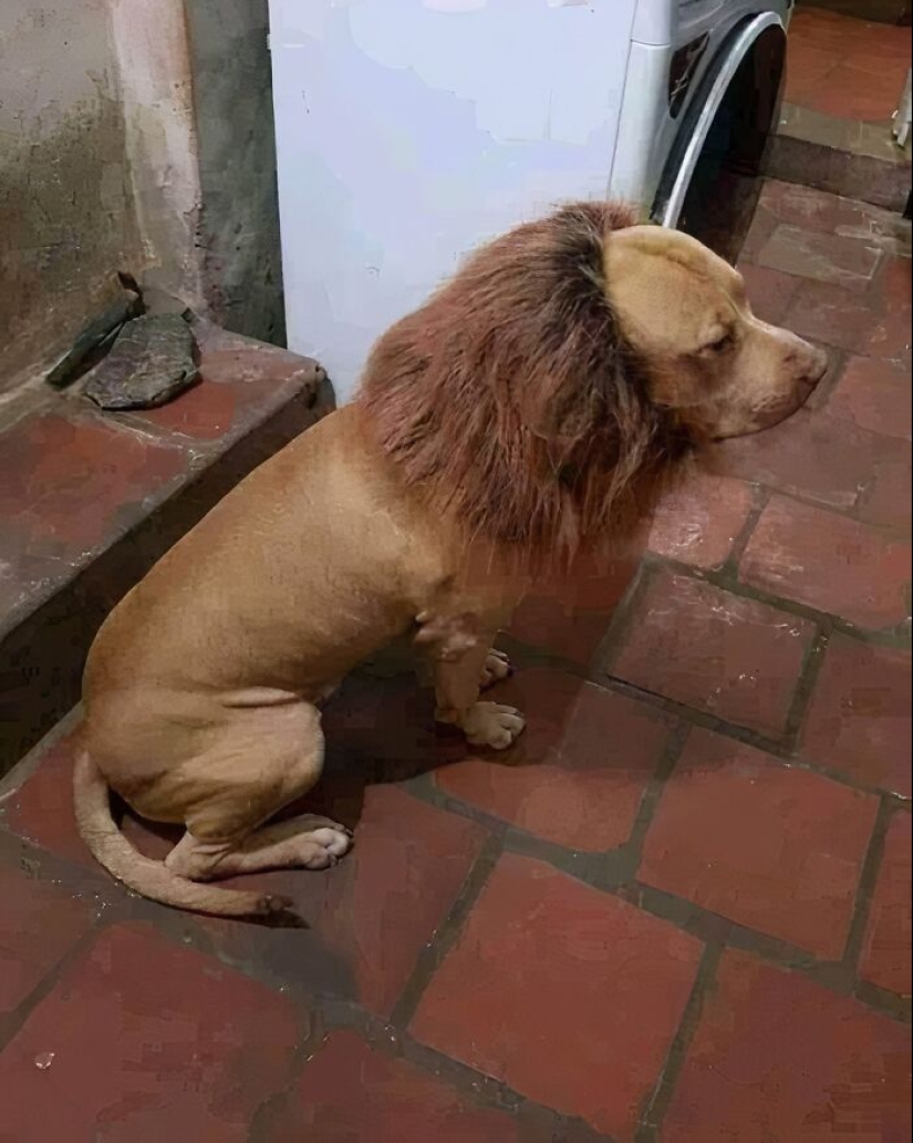 20 Random, Funny, And Unhinged Images That Show Off The Bizarre Side Of India