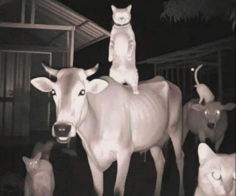 20 Random, Funny, And Unhinged Images That Show Off The Bizarre Side Of India