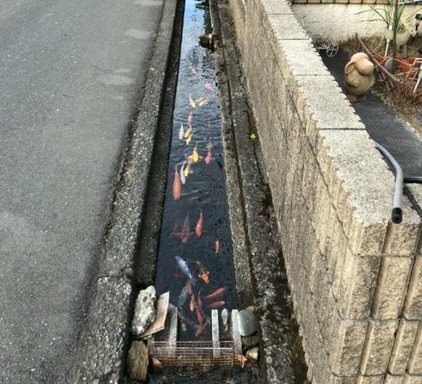 20 rarezas que sorprenden a los extranjeros en Japón 20 rarezas que sorprenden a los extranjeros en Japón