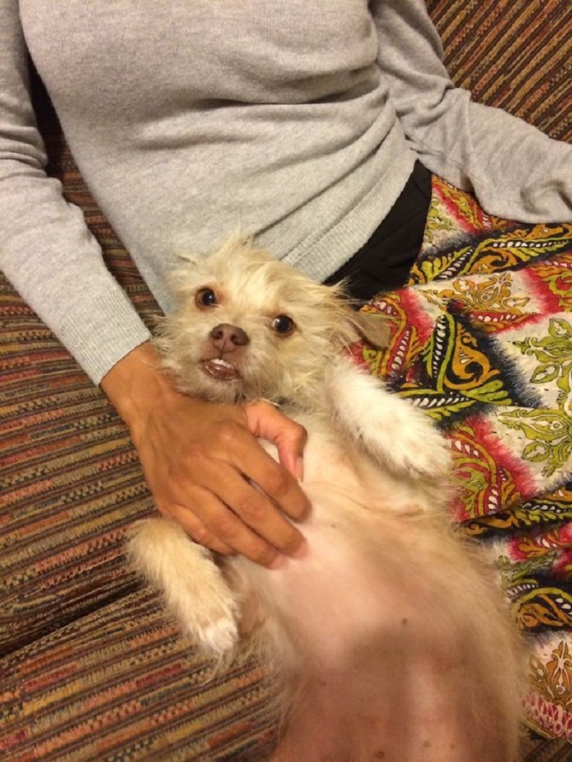 20 vientres que deben rascarse de inmediato