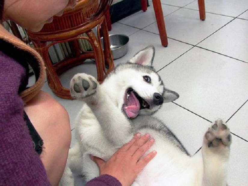 20 vientres que deben rascarse de inmediato