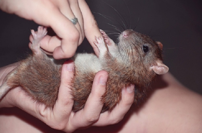 20 vientres que deben rascarse de inmediato