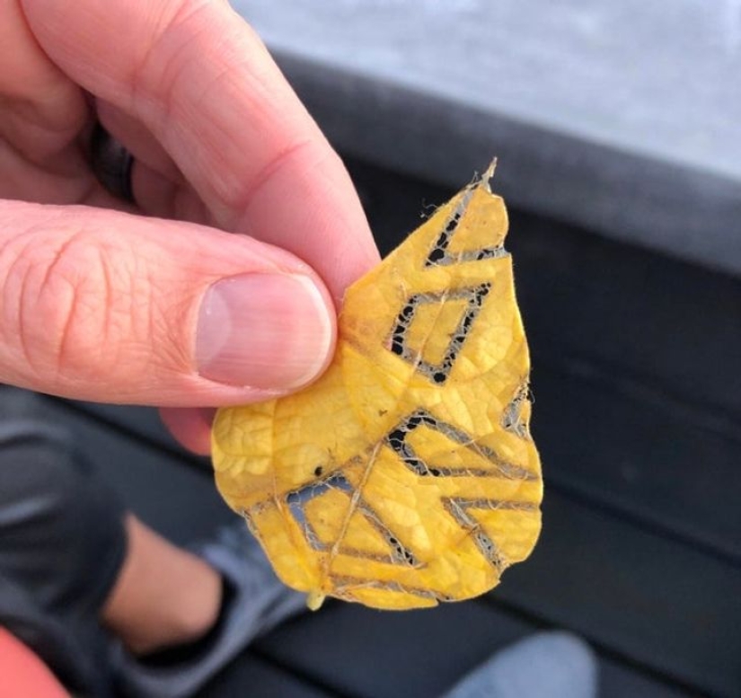 22 amazing transformations of familiar objects that will make your day 22 amazing transformations of familiar objects that will make your day