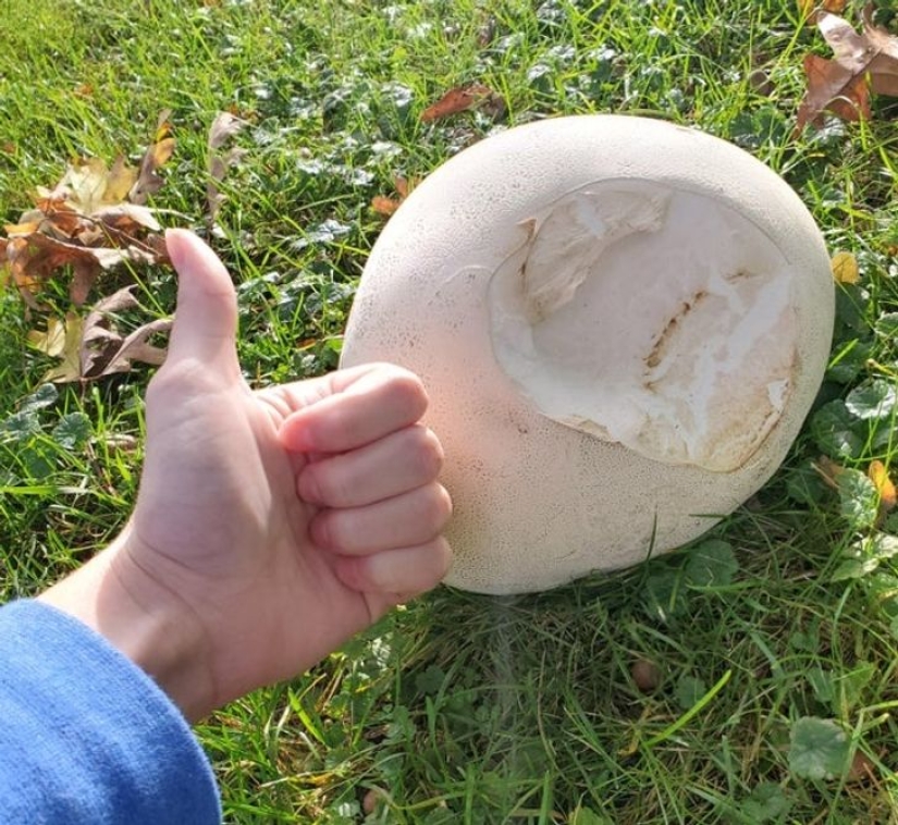 22 amazing transformations of familiar objects that will make your day 22 amazing transformations of familiar objects that will make your day