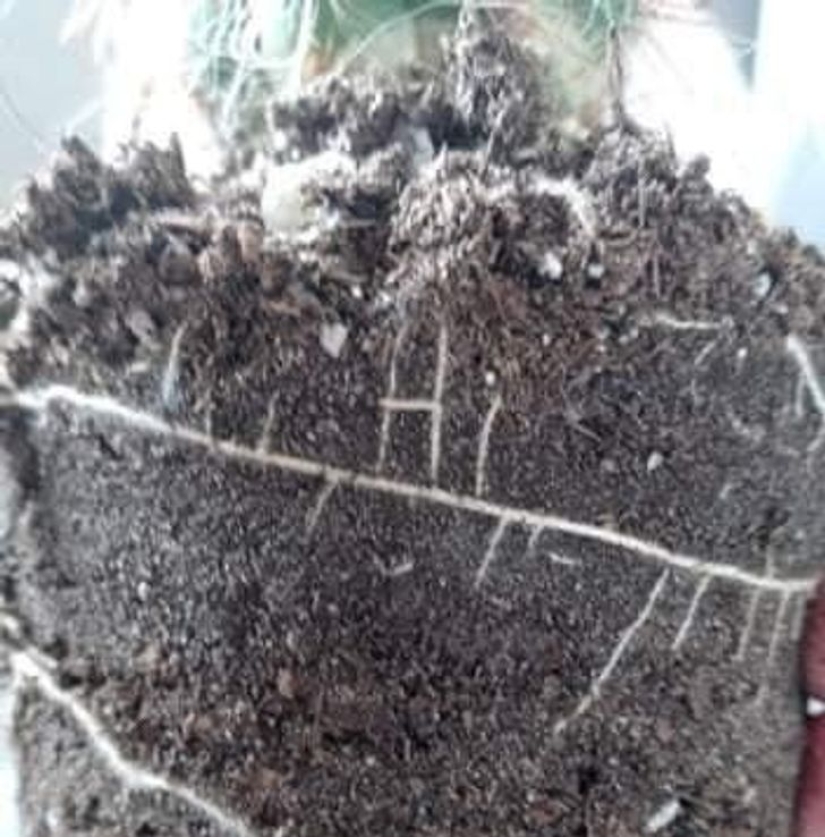 22 amazing transformations of familiar objects that will make your day 22 amazing transformations of familiar objects that will make your day