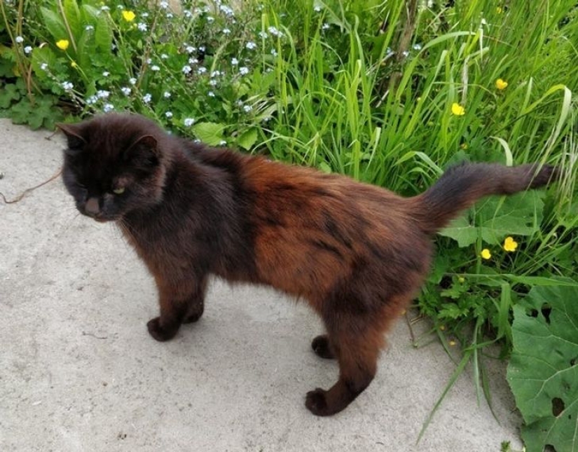 22 amazing transformations of familiar objects that will make your day 22 amazing transformations of familiar objects that will make your day