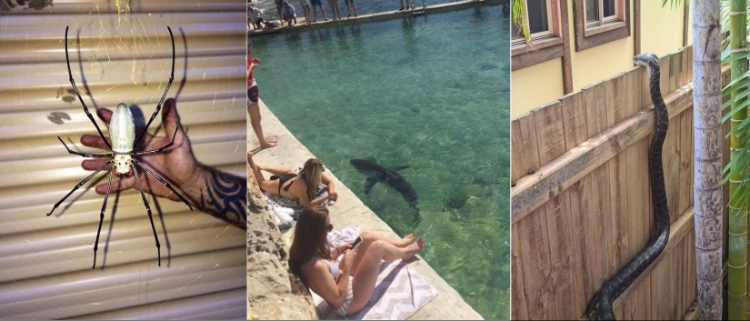 22 buenas razones para nunca visitar Australia 22 buenas razones para nunca visitar Australia