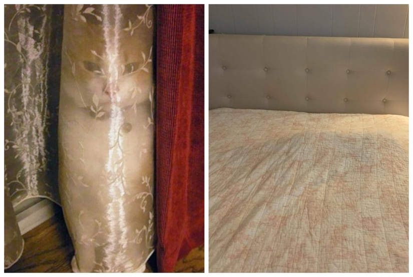 22 cats who have perfected the art of disguise 22 cats who have perfected the art of disguise