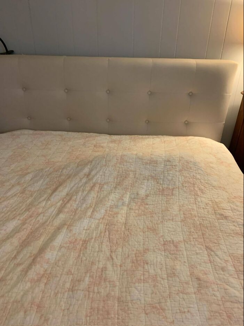 22 cats who have perfected the art of disguise 22 cats who have perfected the art of disguise