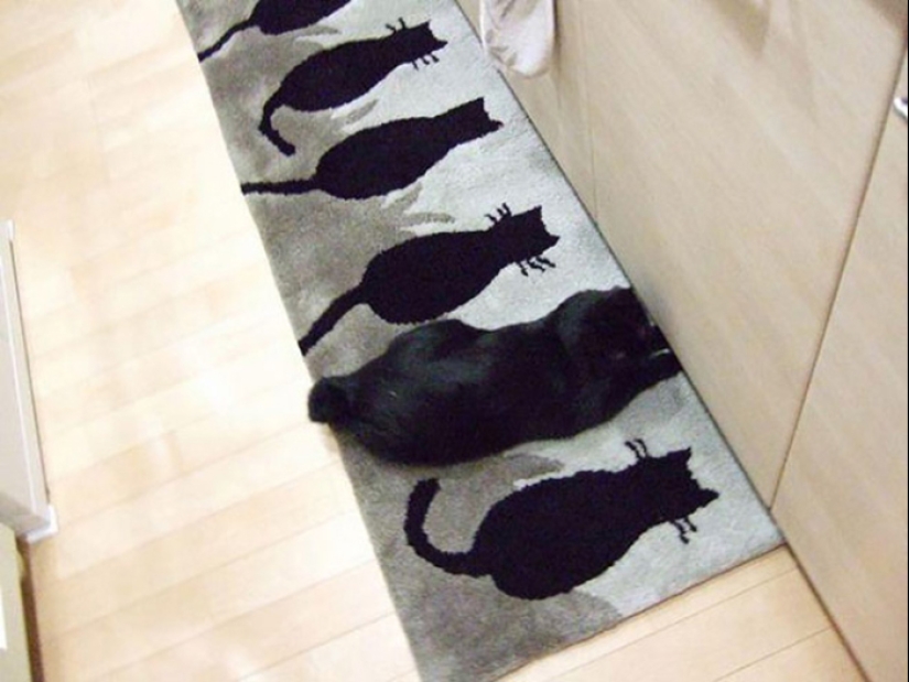 22 cats who have perfected the art of disguise 22 cats who have perfected the art of disguise