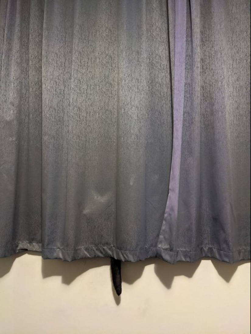 22 cats who have perfected the art of disguise 22 cats who have perfected the art of disguise