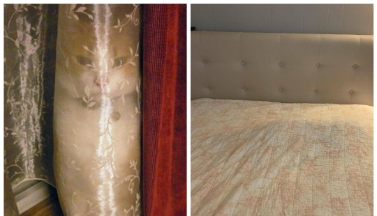 22 cats who have perfected the art of disguise