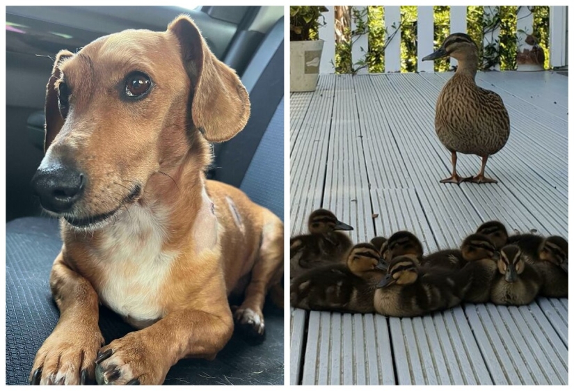 22 charming photos with animals that will cheer you up 22 charming photos with animals that will cheer you up