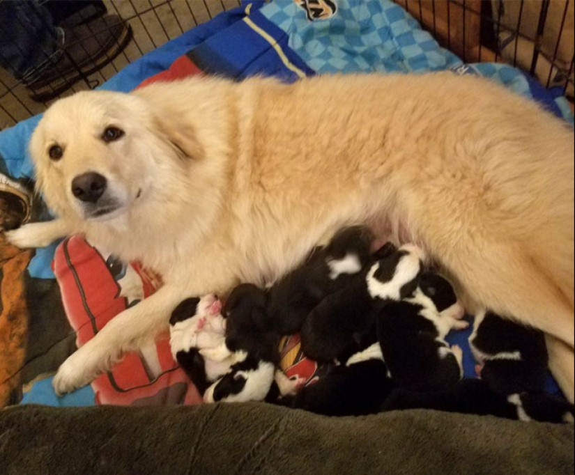 22 charming photos with animals that will cheer you up 22 charming photos with animals that will cheer you up