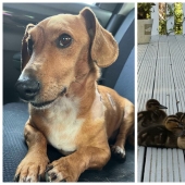 22 charming photos with animals that will cheer you up