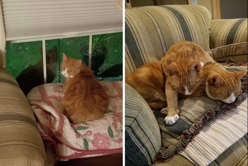 22 charming photos with animals that will cheer you up 22 charming photos with animals that will cheer you up