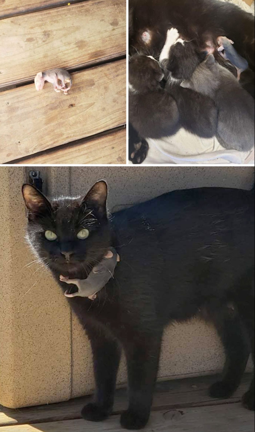 22 charming photos with animals that will cheer you up 22 charming photos with animals that will cheer you up