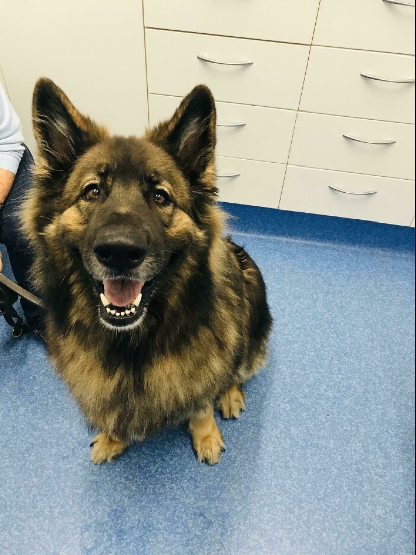 22 charming photos with animals that will cheer you up 22 charming photos with animals that will cheer you up