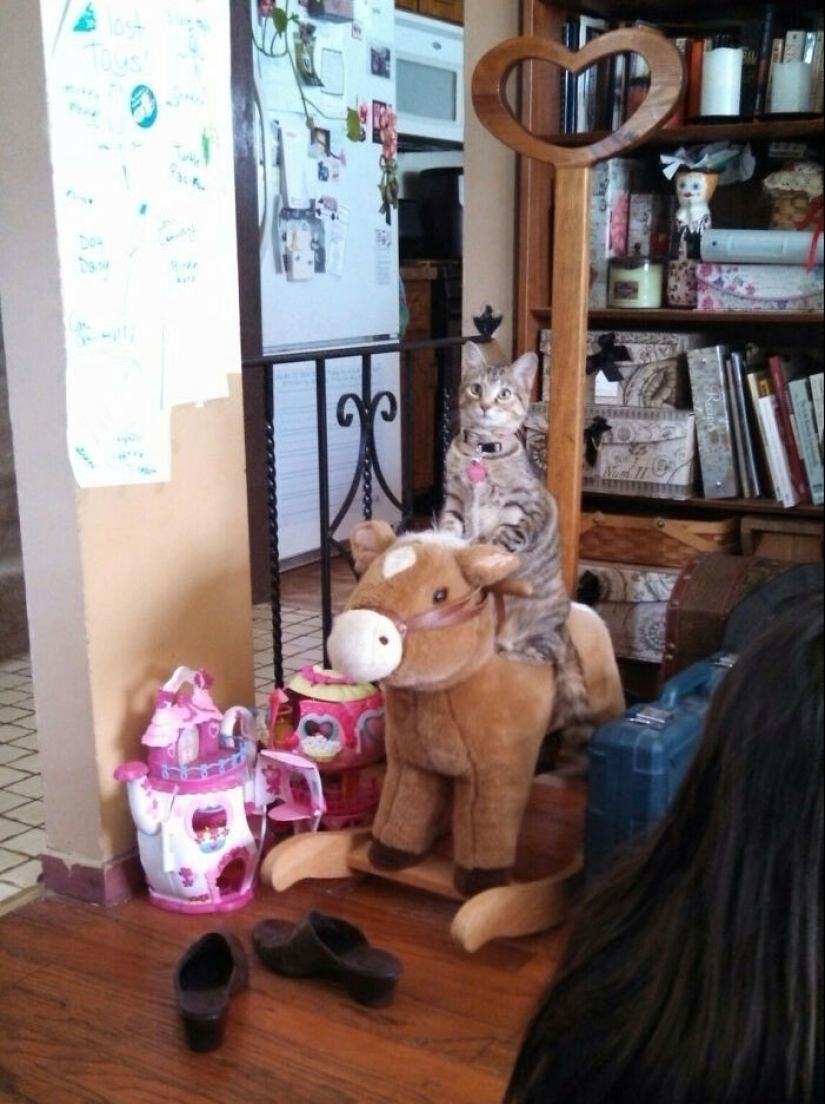 22 charming photos with animals that will cheer you up 22 charming photos with animals that will cheer you up