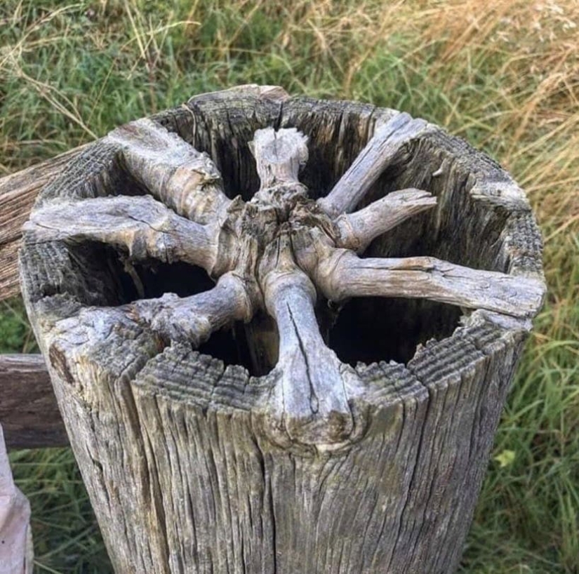 22 cognitive photos on the internal content of familiar things 22 cognitive photos on the internal content of familiar things