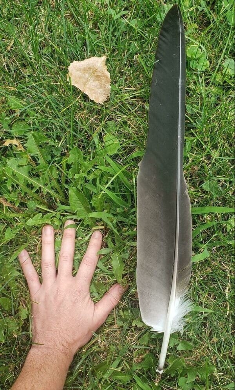 22 descubrimientos interesantes que la gente no podía evitar compartir en línea 22 descubrimientos interesantes que la gente no podía evitar compartir en línea