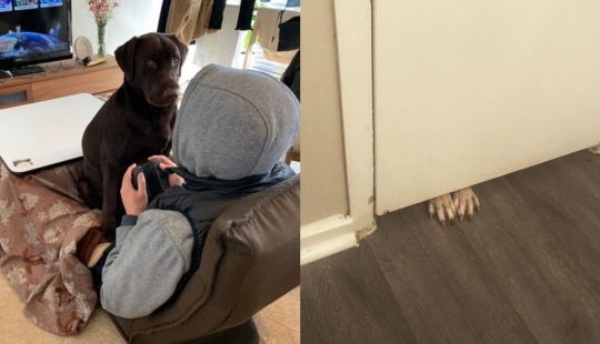 22 fotos de animales que no han oído nada sobre el"espacio personal" 22 fotos de animales que no han oído nada sobre el"espacio personal"