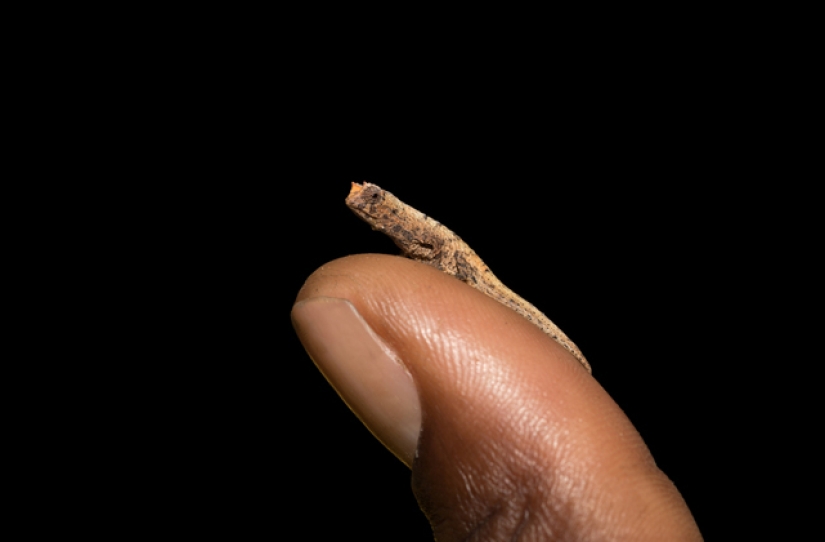 22 fotos de pequeños animales que caben en un dedo 22 fotos de pequeños animales que caben en un dedo