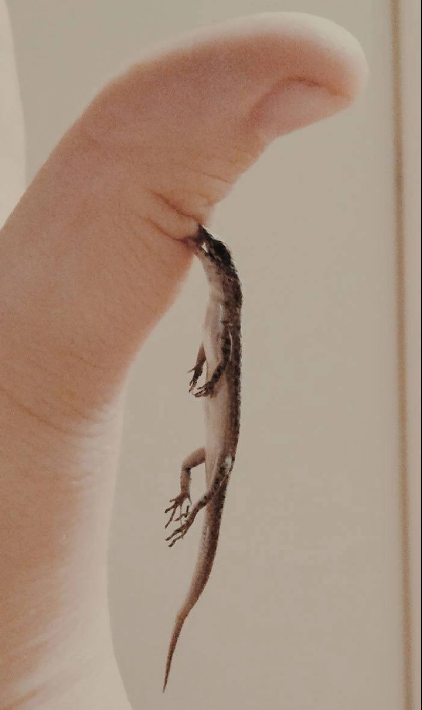 22 fotos de pequeños animales que caben en un dedo 22 fotos de pequeños animales que caben en un dedo