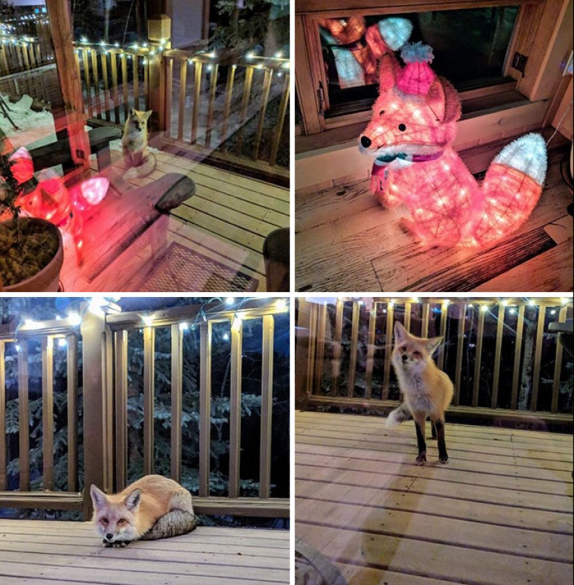 22 fotos encantadoras con animales que te alegrarán