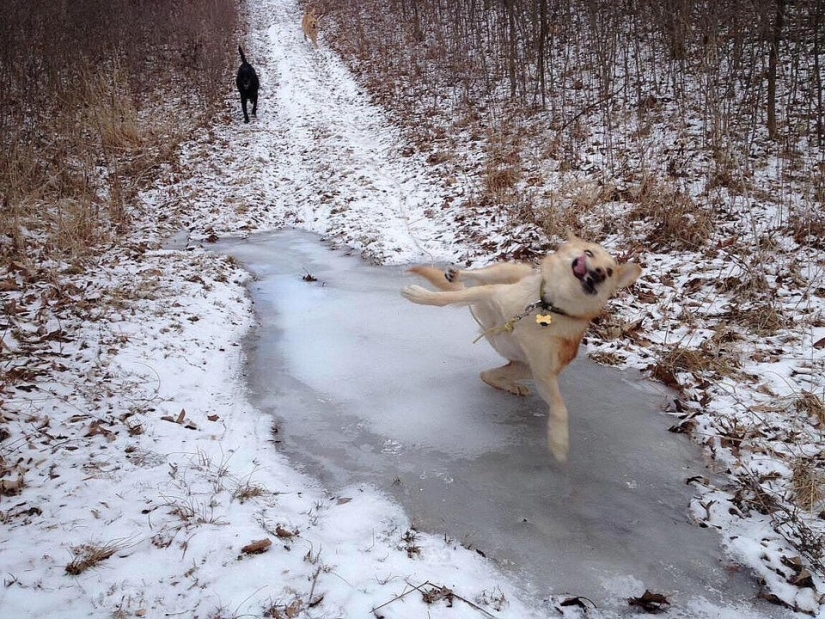 22 fotos increíblemente lindas con animales que iluminarán incluso el día más oscuro