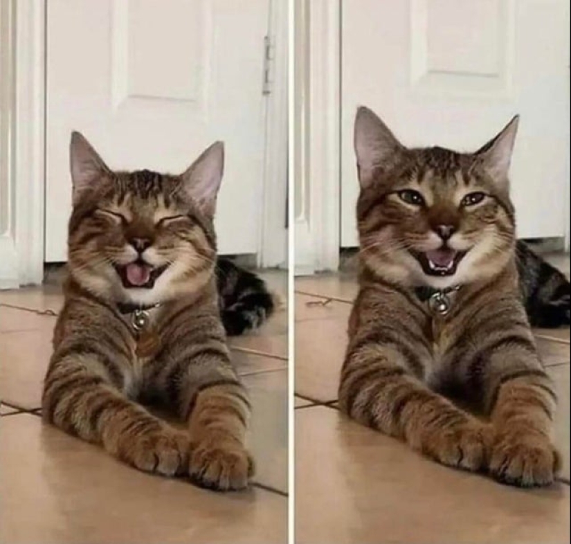 22 fotos increíblemente lindas con animales que iluminarán incluso el día más oscuro