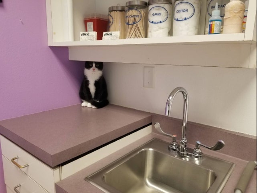 22 fotos increíblemente lindas con animales que iluminarán incluso el día más oscuro