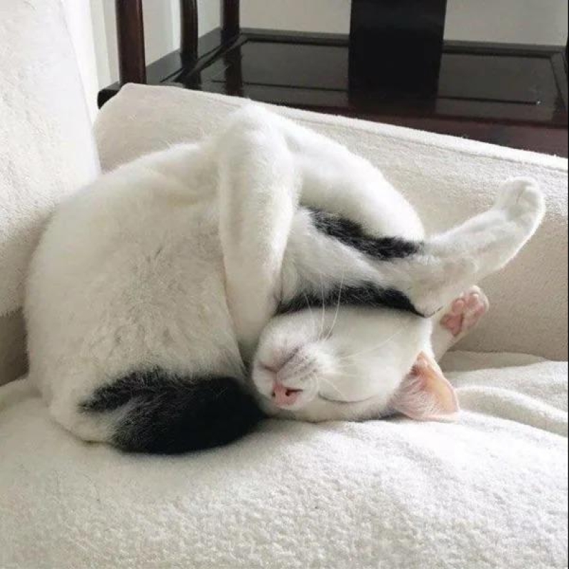 22 fotos increíblemente lindas con animales que iluminarán incluso el día más oscuro