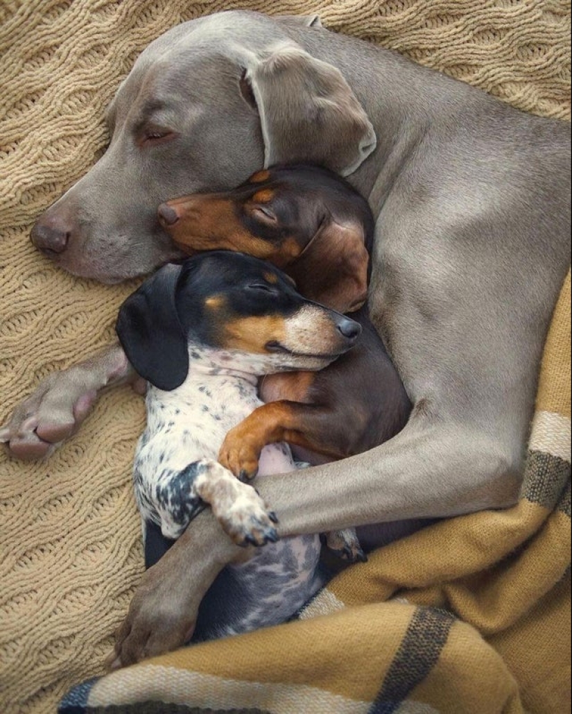 22 fotos increíblemente lindas con animales que iluminarán incluso el día más oscuro